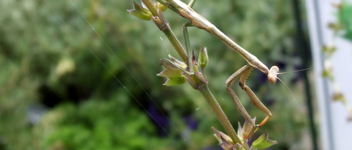 Searles Beneficial insect Praying mantis